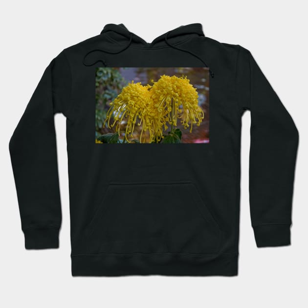 USA. Pennsylvania. Longwood Gardens. Spider Mums. Hoodie by vadim19